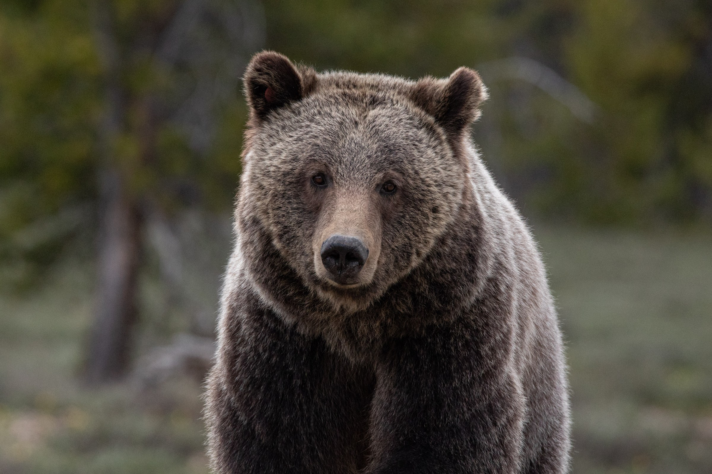 Bonita’s Beauty — Grand Teton National Park, Wyoming